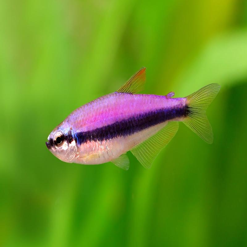 Pink Pinoy Fish Angel – Pinoy | Fish Live Tropical | theaquaticset.com