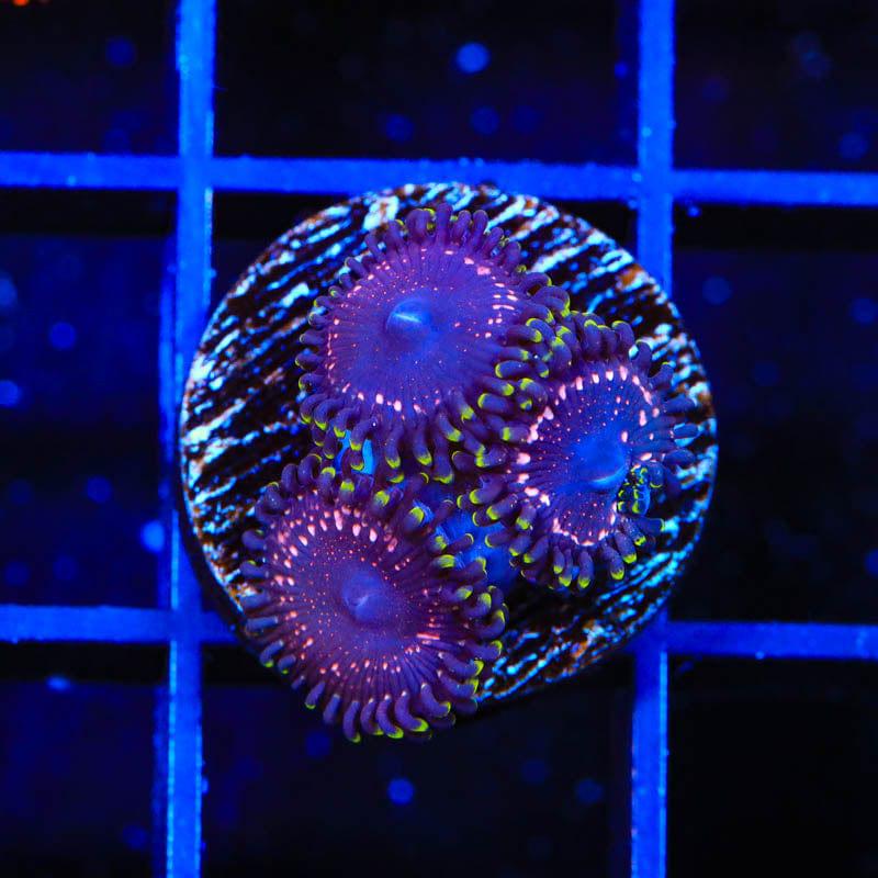 WWC Taser Zoanthids Coral - AquaHaven | Premium Aquarium Supplies, Fish ...