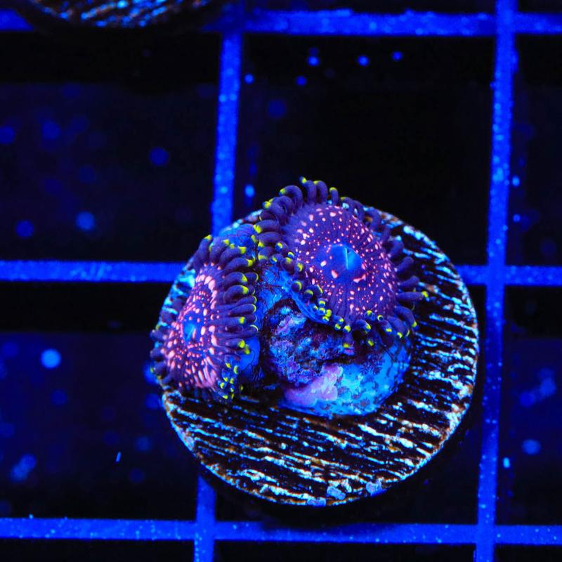WWC Taser Zoanthids Coral - AquaHaven | Premium Aquarium Supplies, Fish ...